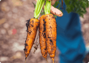Organic Food Export Can Transform Economy